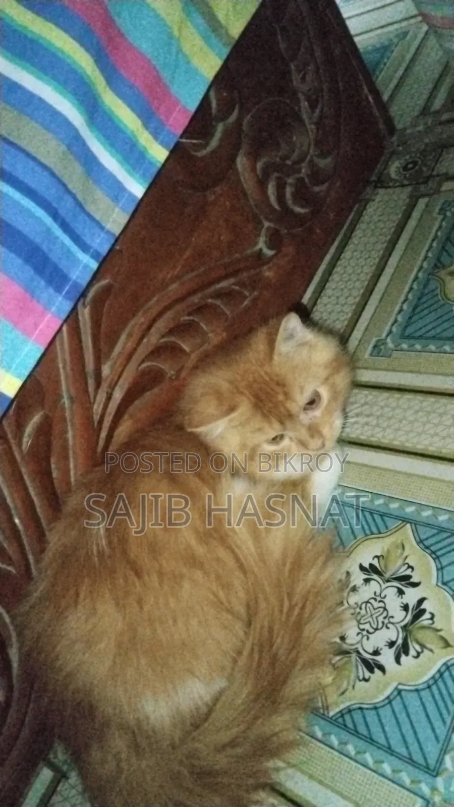 ৩-৬ মাসের পুরুষ খাঁটি পার্সিয়ান বিড়াল