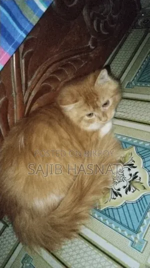 ৩-৬ মাসের পুরুষ খাঁটি পার্সিয়ান বিড়াল
