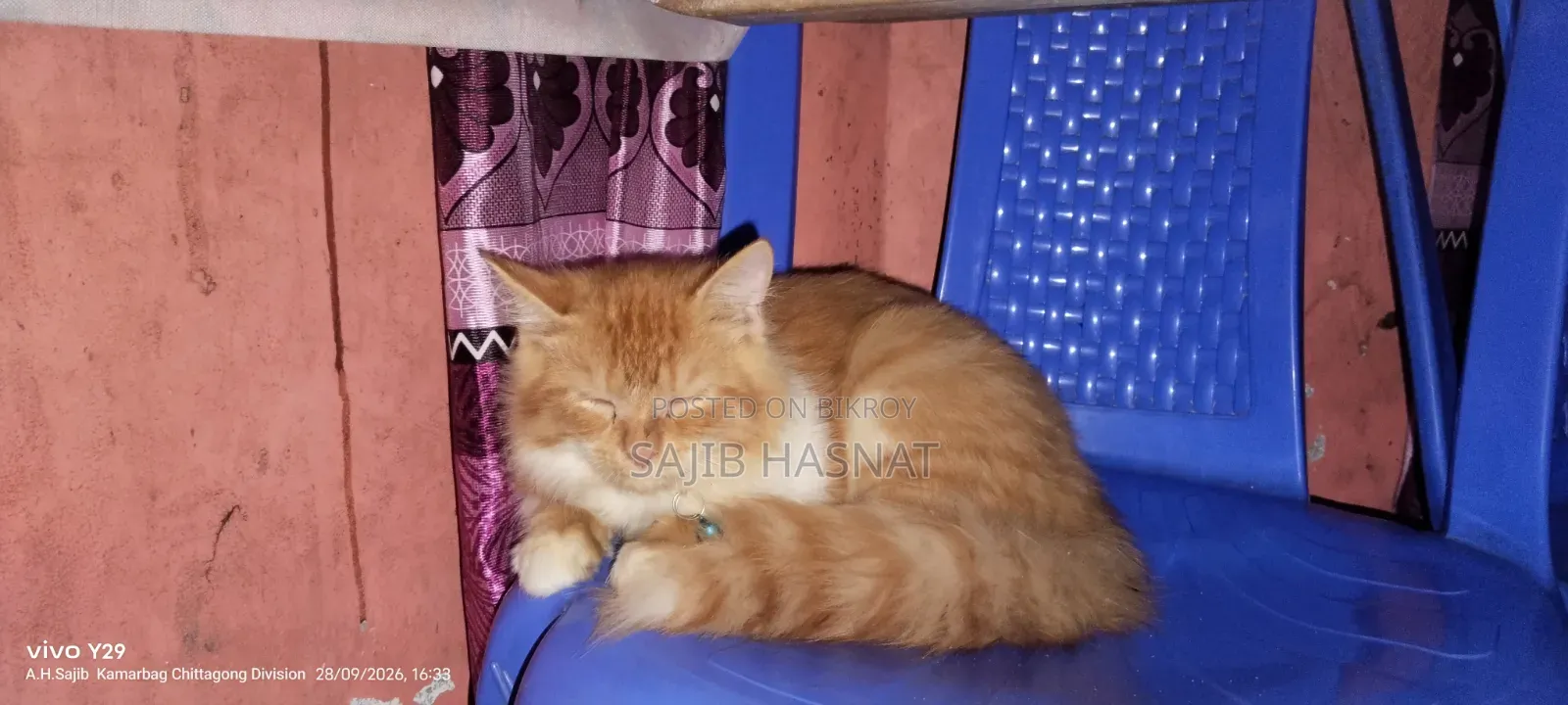 ৩-৬ মাসের পুরুষ খাঁটি পার্সিয়ান বিড়াল
