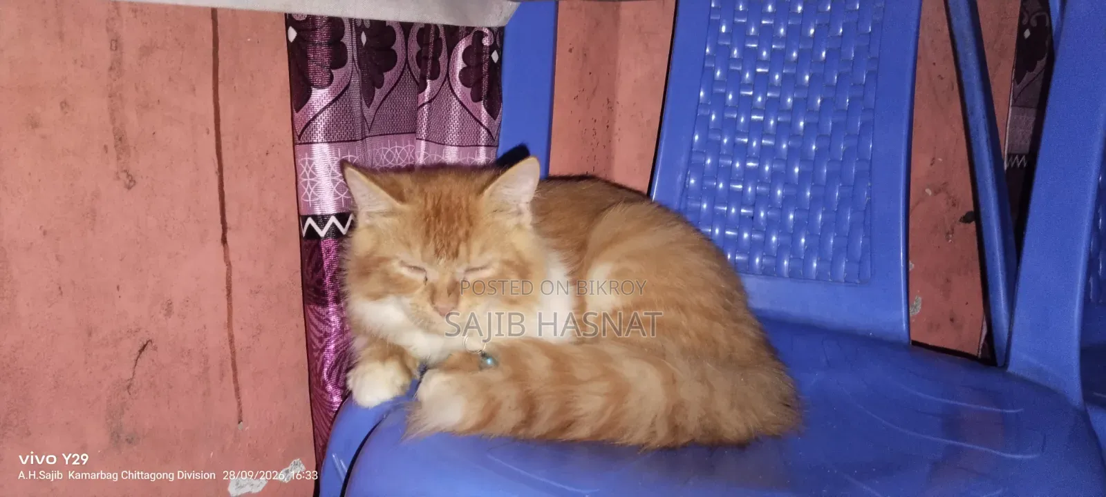 ৩-৬ মাসের পুরুষ খাঁটি পার্সিয়ান বিড়াল