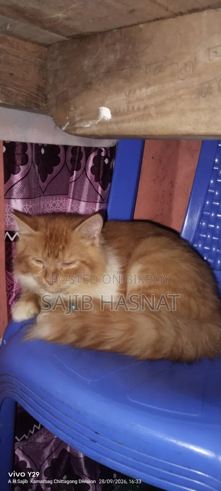 ৩-৬ মাসের পুরুষ খাঁটি পার্সিয়ান বিড়াল