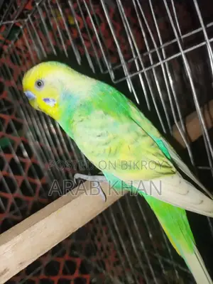 Running Rainbow Pair on Eggs