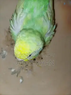 Running Rainbow Pair on Eggs