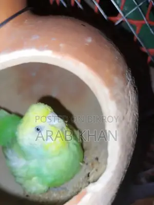 Running Rainbow Pair on Eggs