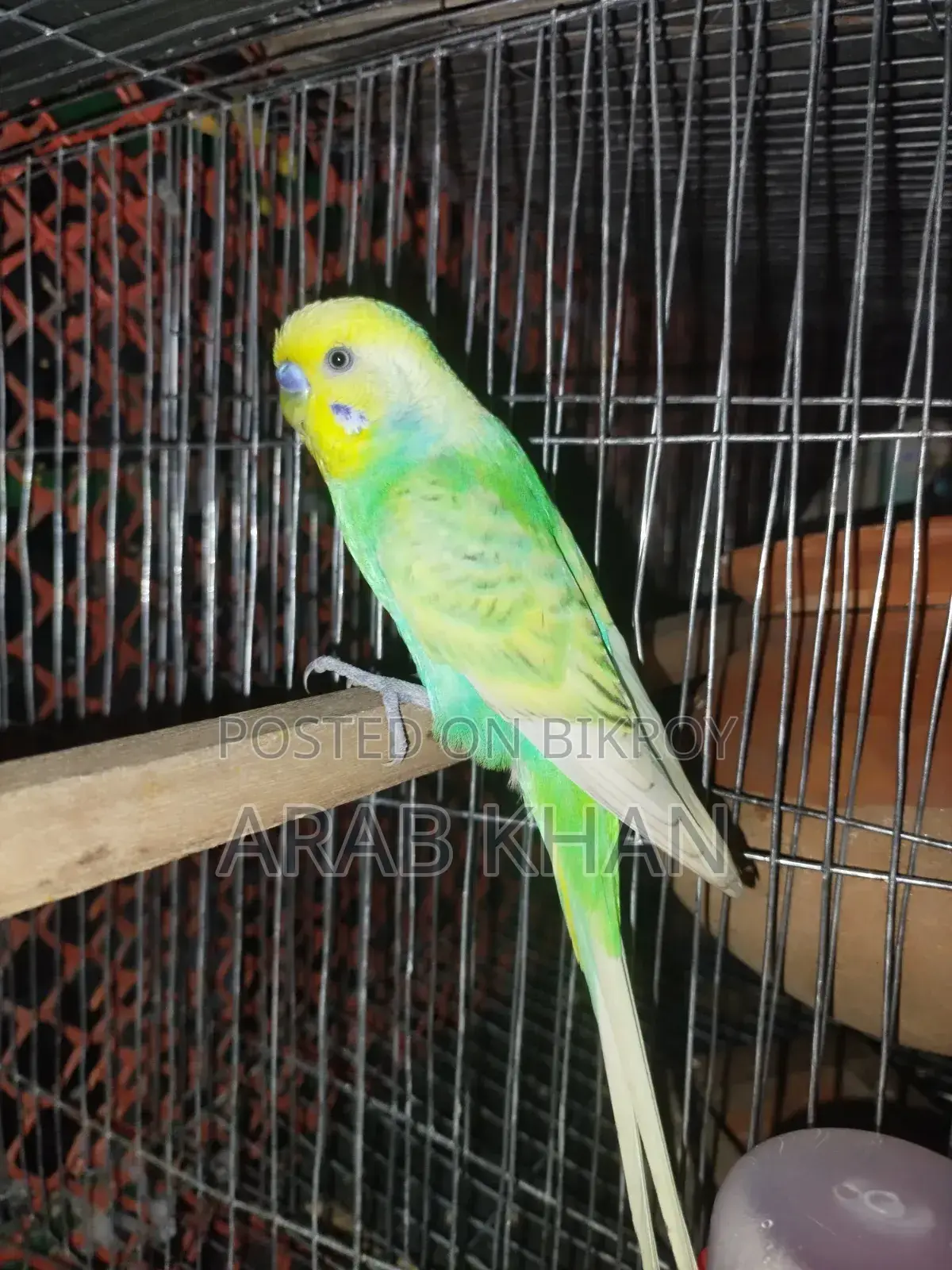 Running Rainbow Pair on Eggs