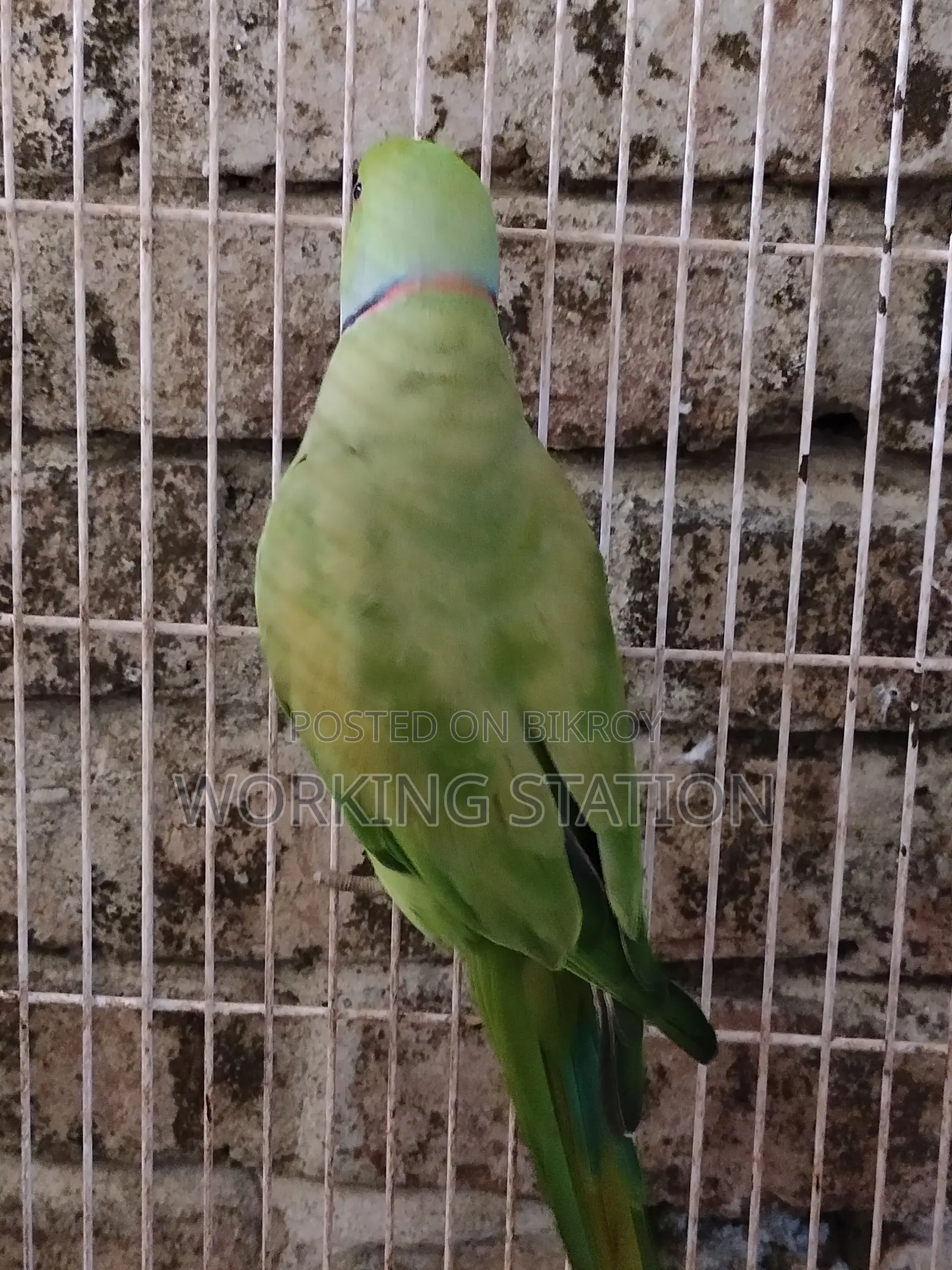 Ringneck Tiya Pakhi