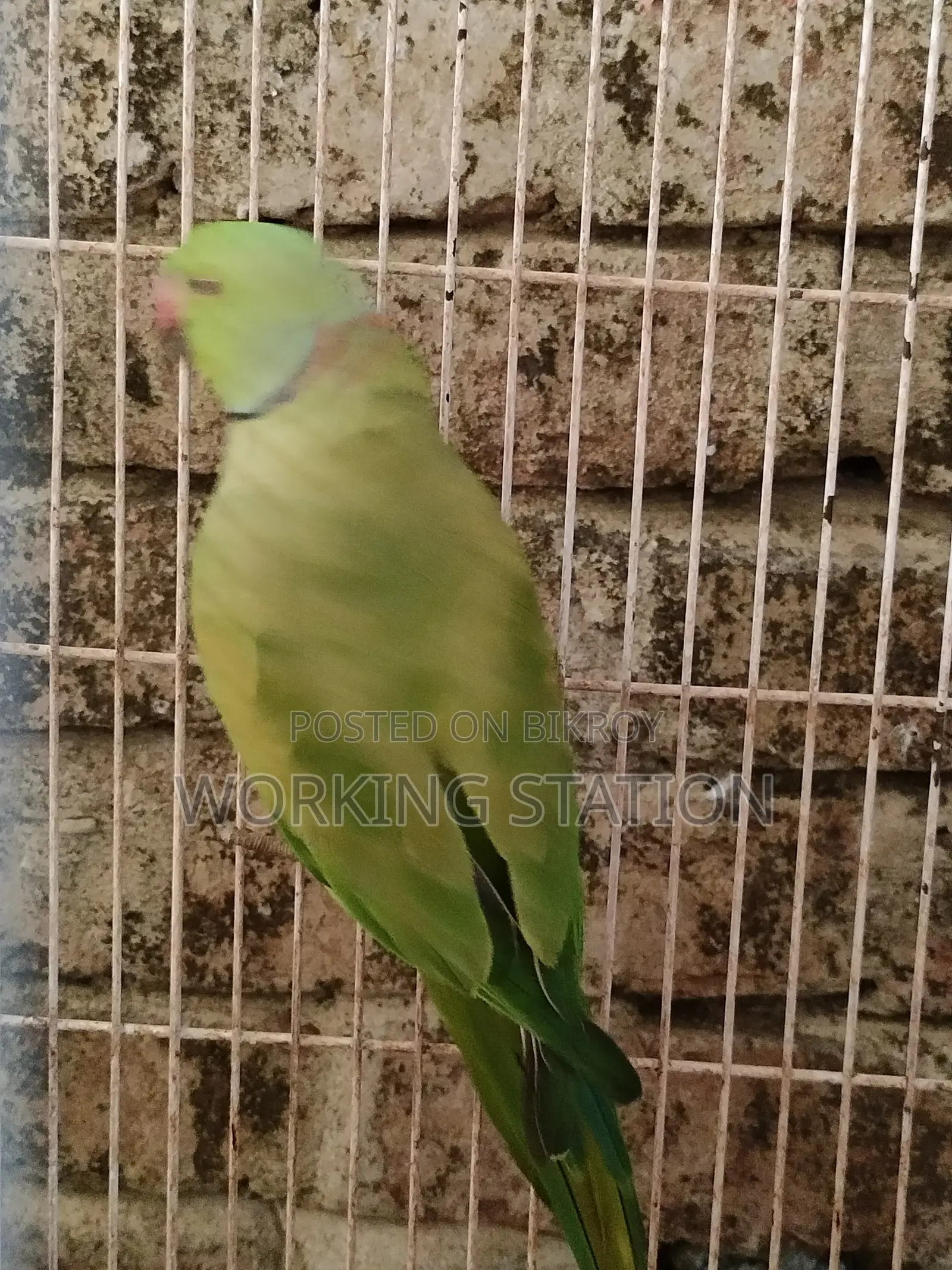 Ringneck Tiya Pakhi