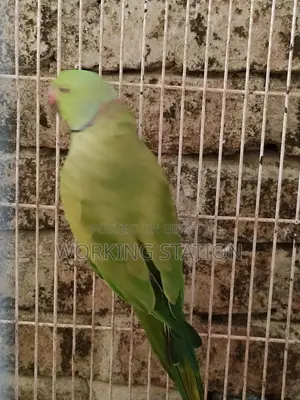 Ringneck Tiya Pakhi