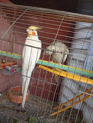 এক্টিভ পাখি