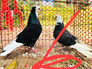 This pair will be exchanged