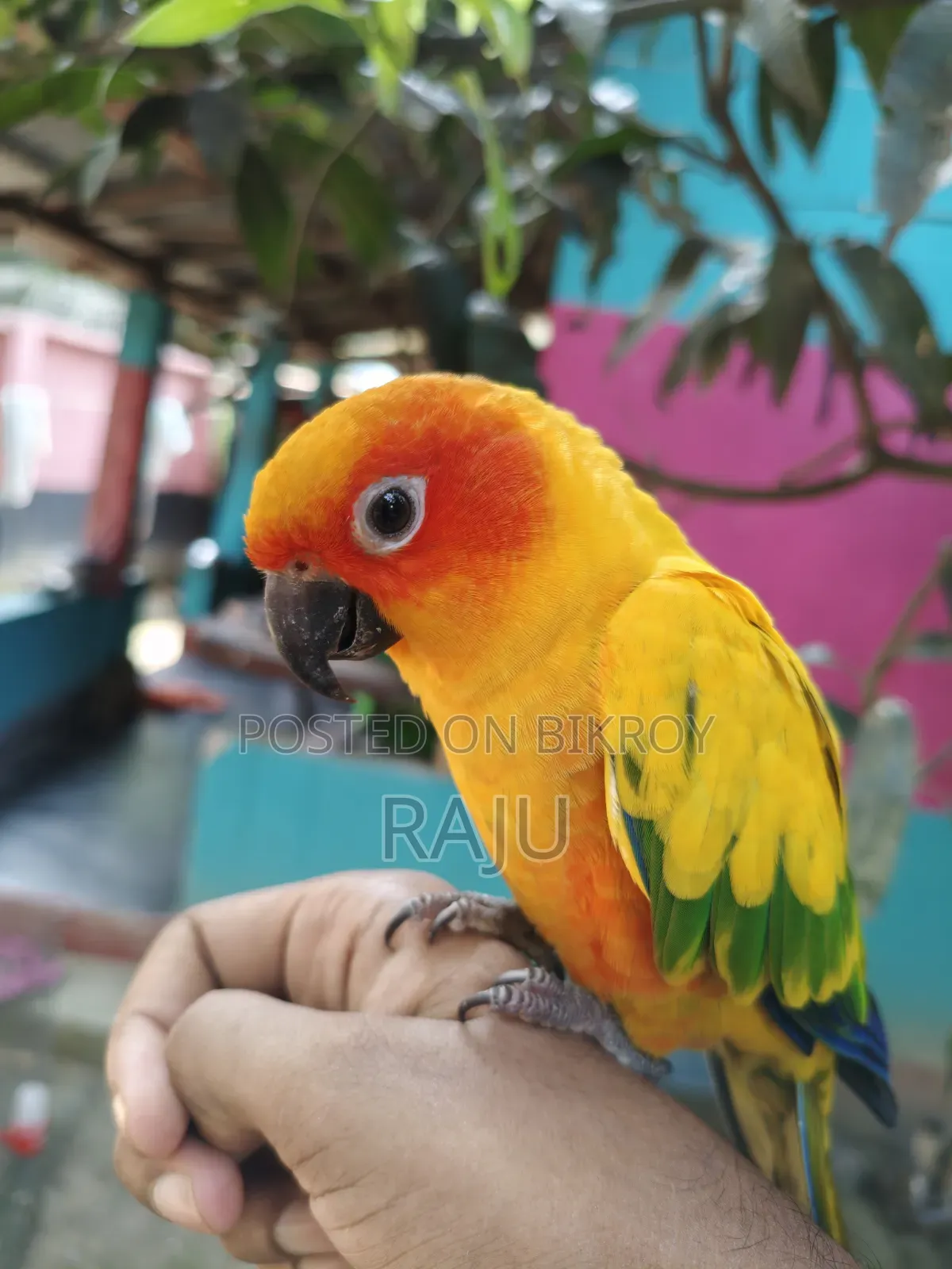 ফ্রি ফ্লাই সান কুনুর
