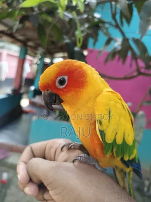Free Fly Sun Conure