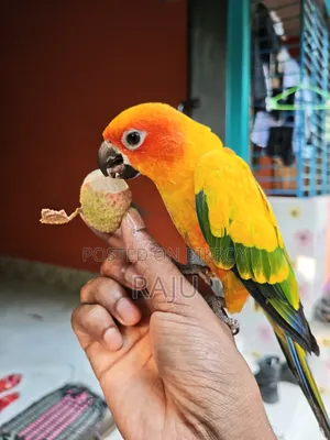 ফ্রি ফ্লাই সান কুনুর