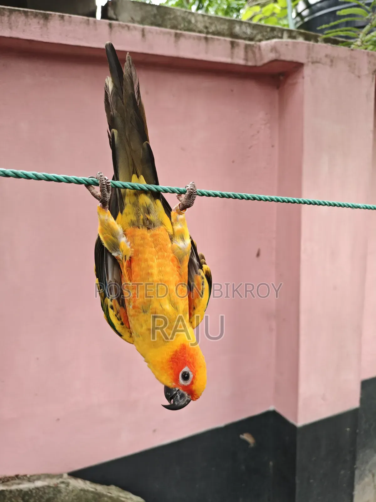 ফ্রি ফ্লাই সান কুনুর