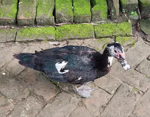 Muscovy Duck for Sale
