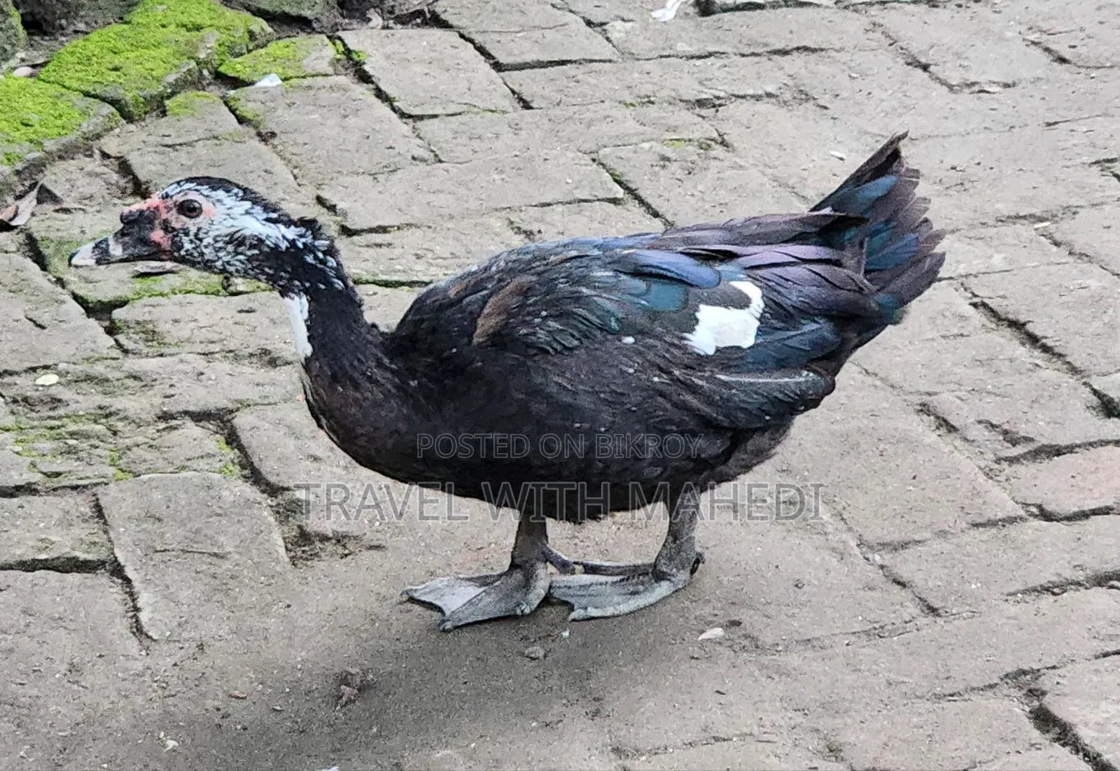 Muscovy Duck for Sale
