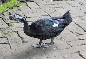 Muscovy Duck for Sale