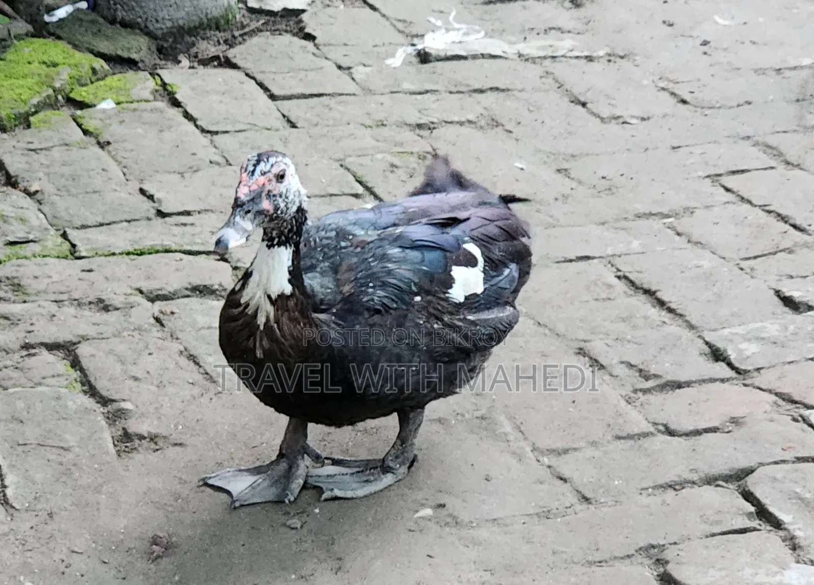Muscovy Duck for Sale