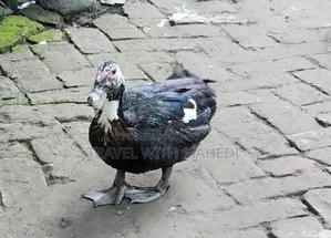 Muscovy Duck for Sale