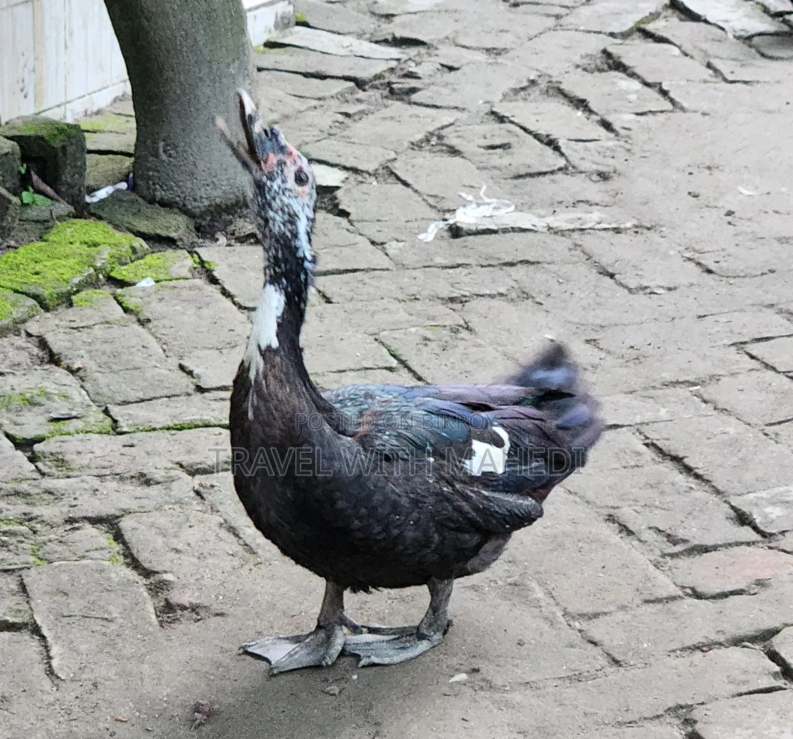 Muscovy Duck for Sale