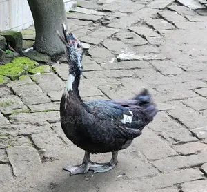 Muscovy Duck for Sale