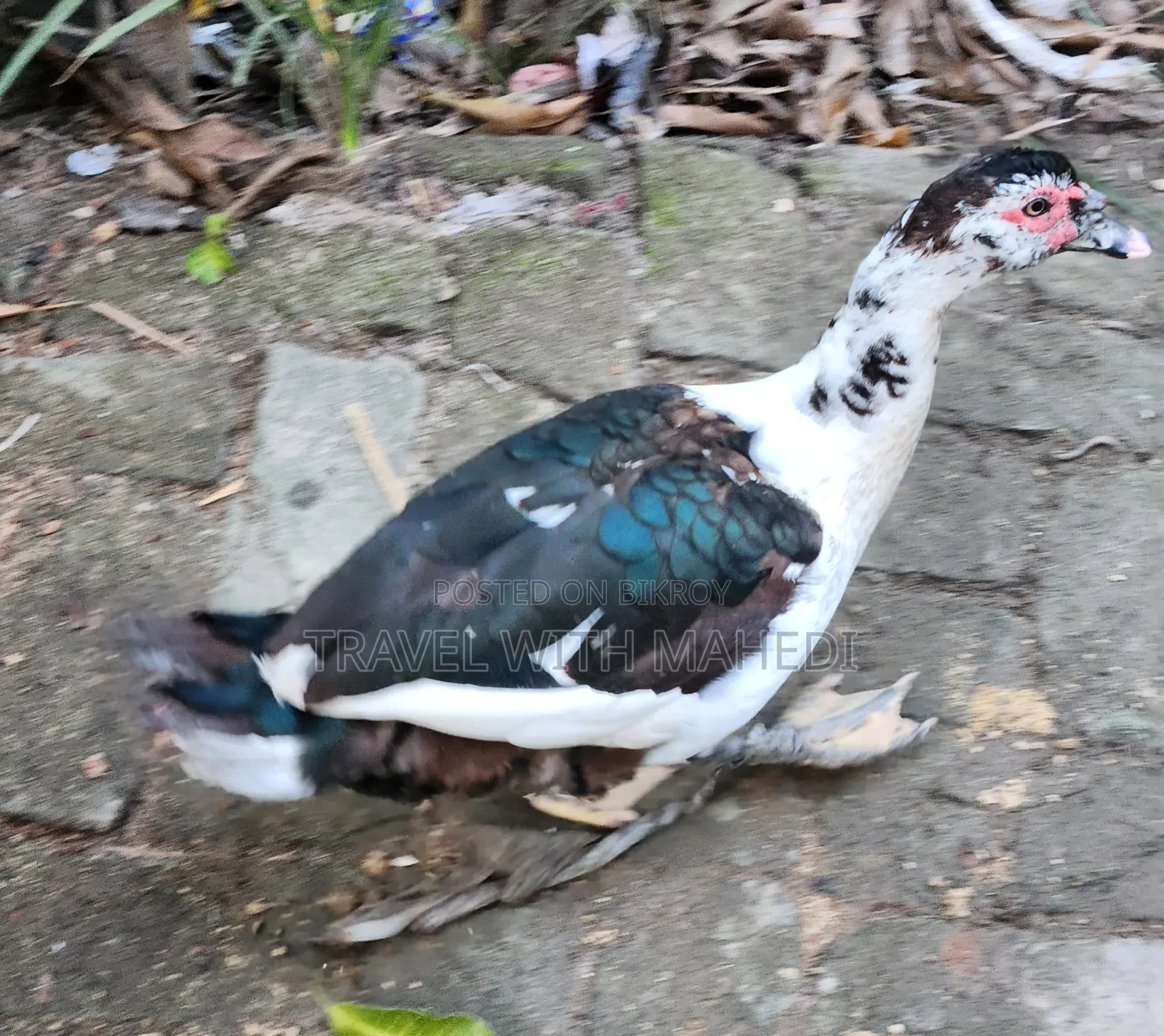 Muscovy Duck for Sale