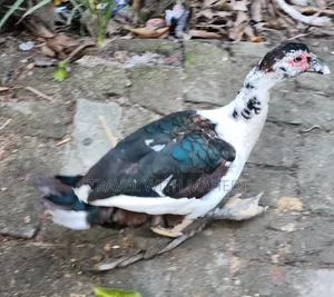 Muscovy Duck for Sale