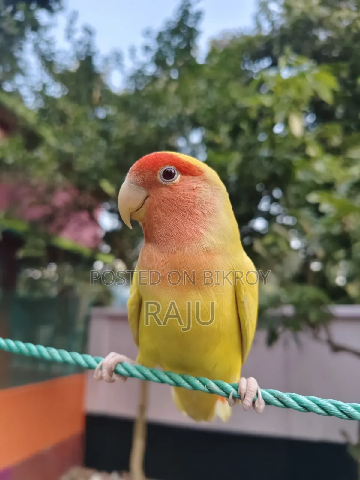 ফুললি টেম লাভবার্ড