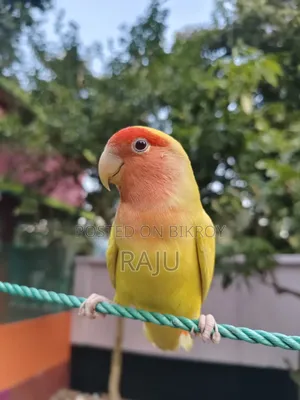 Fully Tame Lovebird