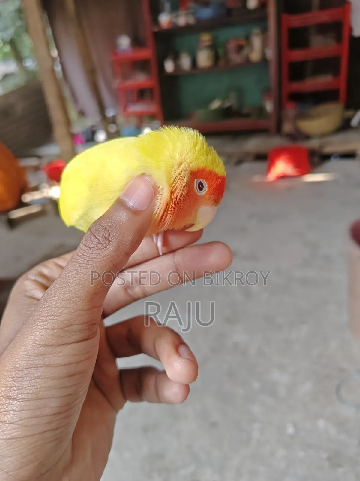 ফুললি টেম লাভবার্ড