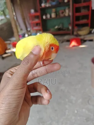 ফুললি টেম লাভবার্ড