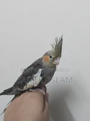 Gray Cockatiel