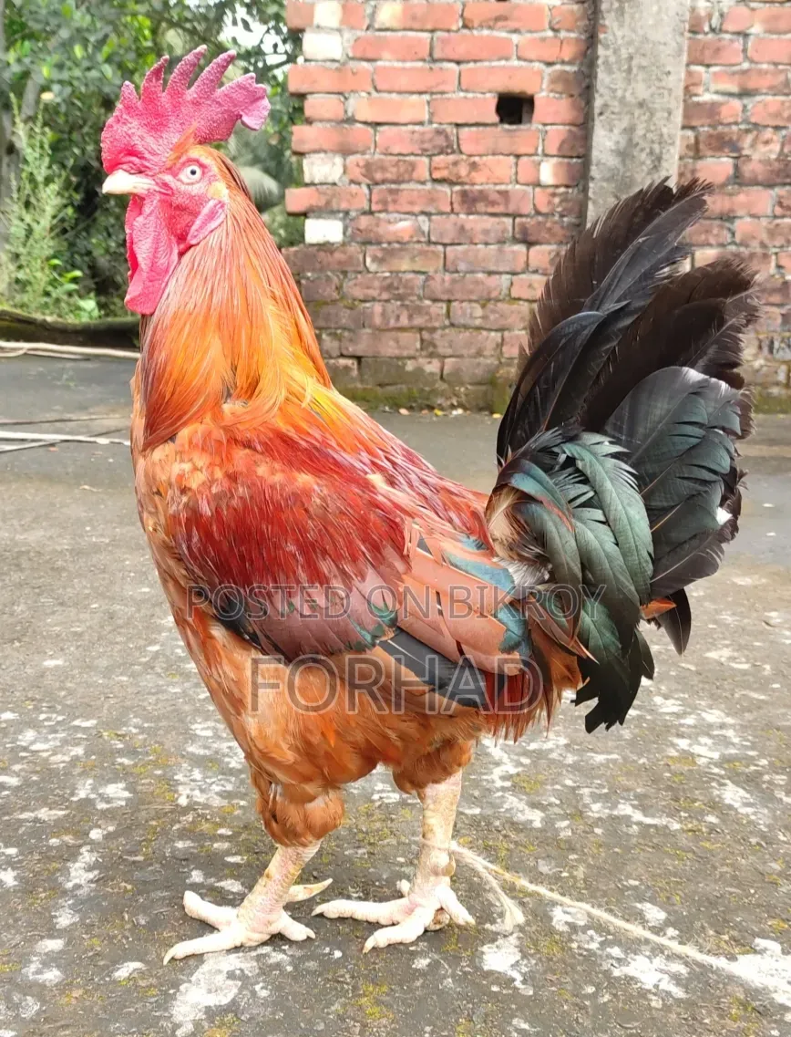 Hill Big Size Rooster