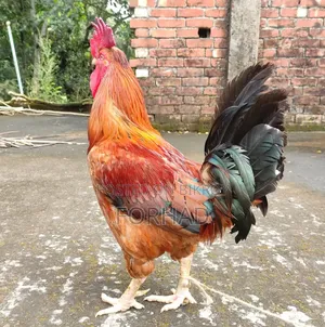 Hill Big Size Rooster
