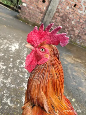 Hill Big Size Rooster