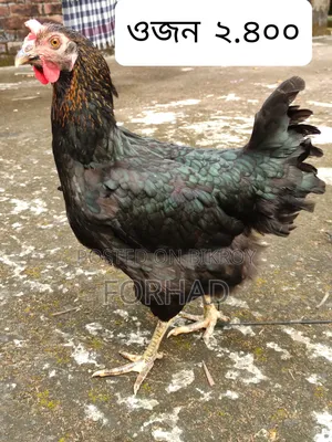 Hill Country 4 Pcs Chicken