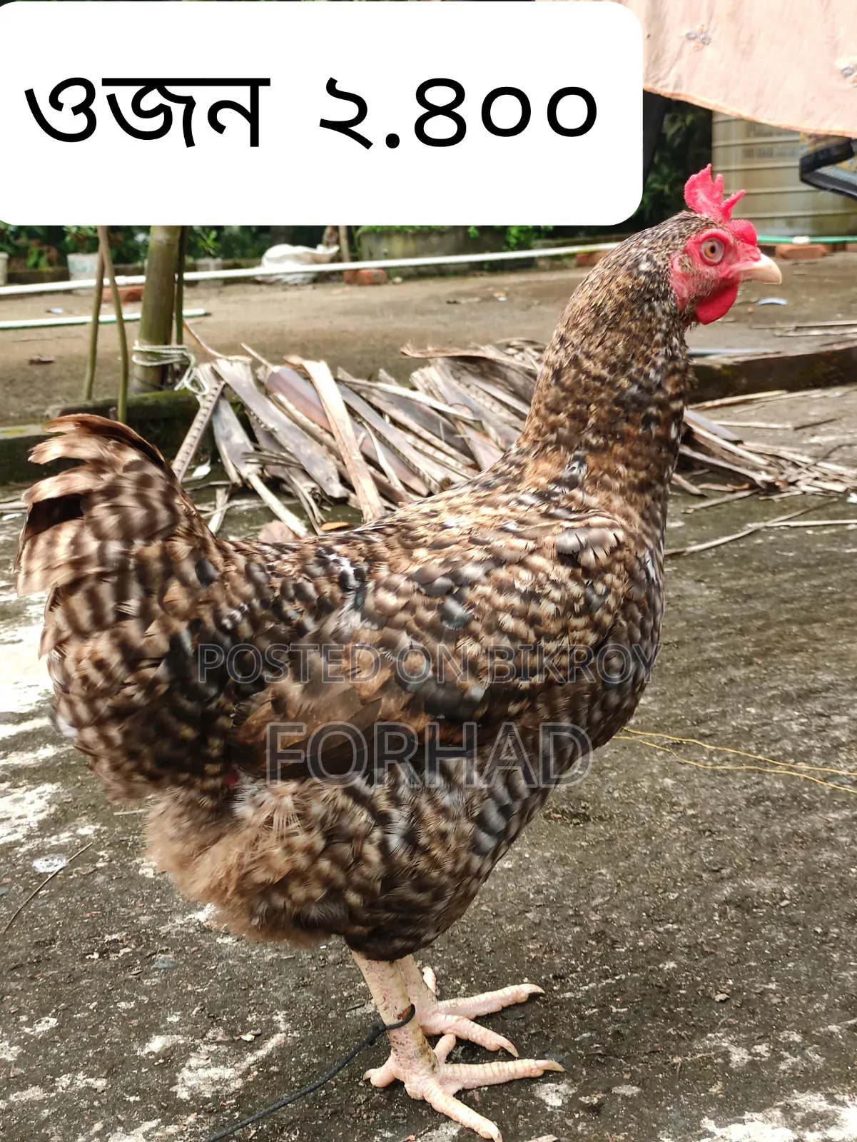 Hill Country 4 Pcs Chicken