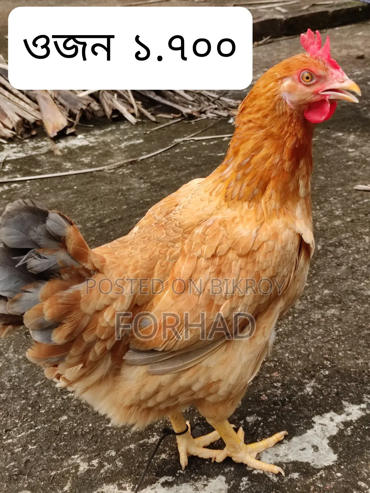 Hill Country 4 Pcs Chicken