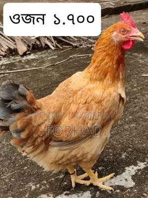 Hill Country 4 Pcs Chicken