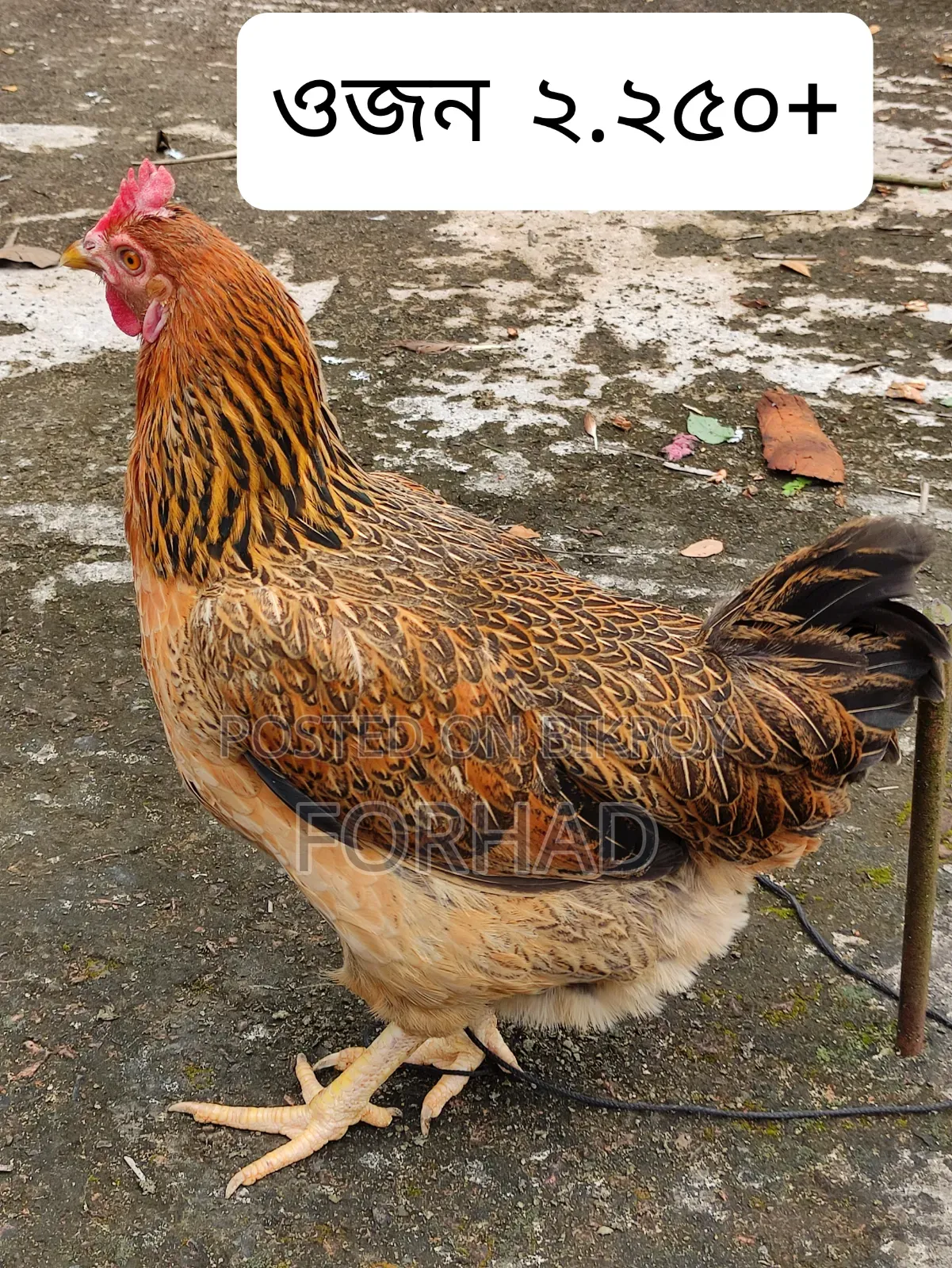 Hill Country 4 Pcs Chicken