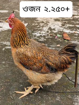 Hill Country 4 Pcs Chicken