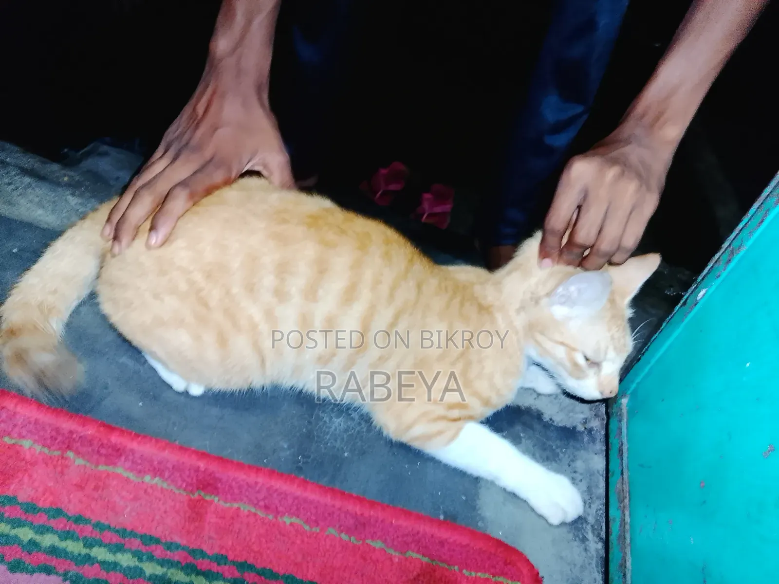 ৬-১২ মাস বয়সী পুরুষ পিওরব্রেড বেঙ্গল