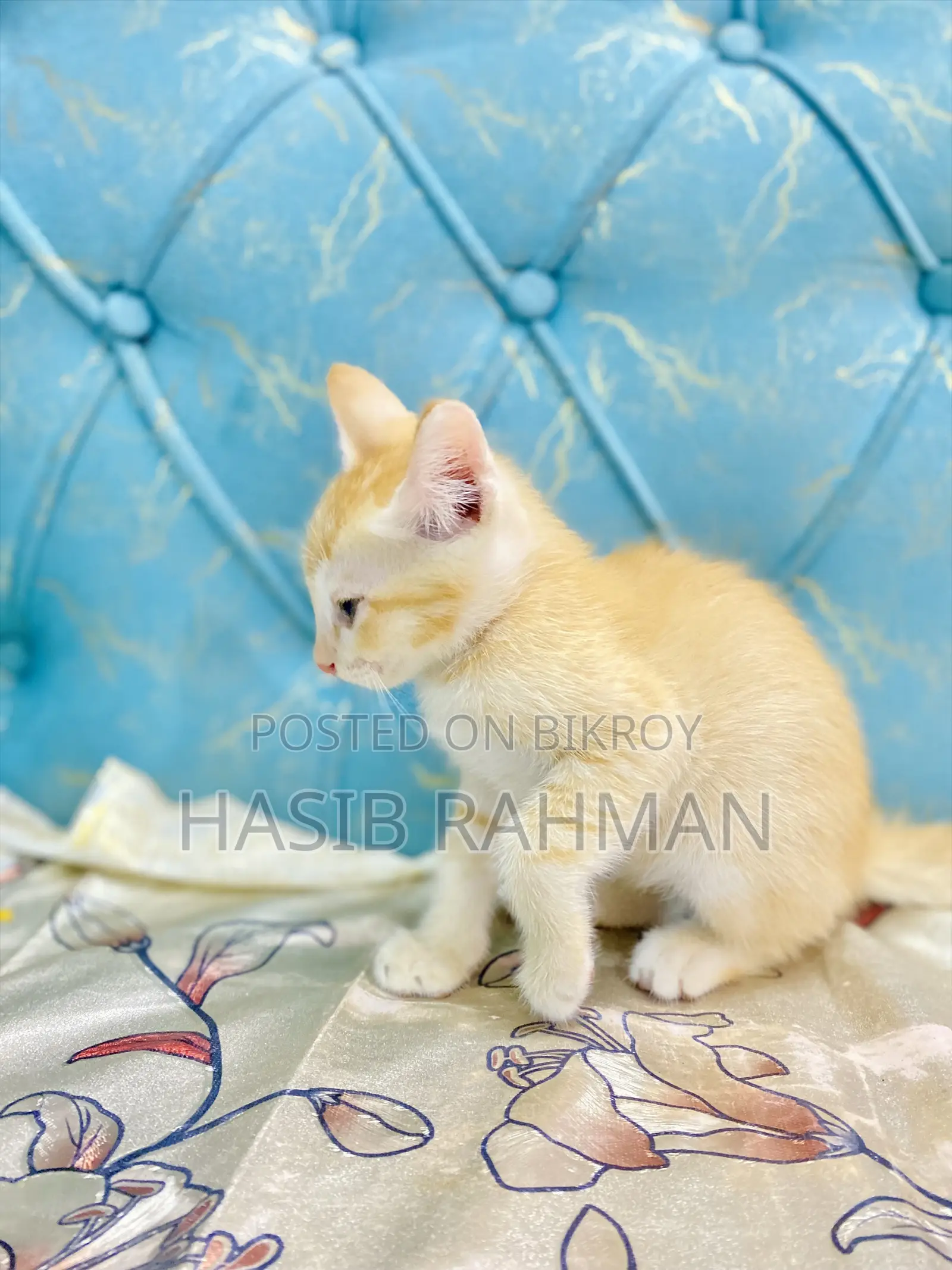 1-3 months Male Mixed Breed Maine Coon