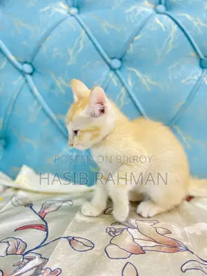 1-3 months Male Mixed Breed Maine Coon