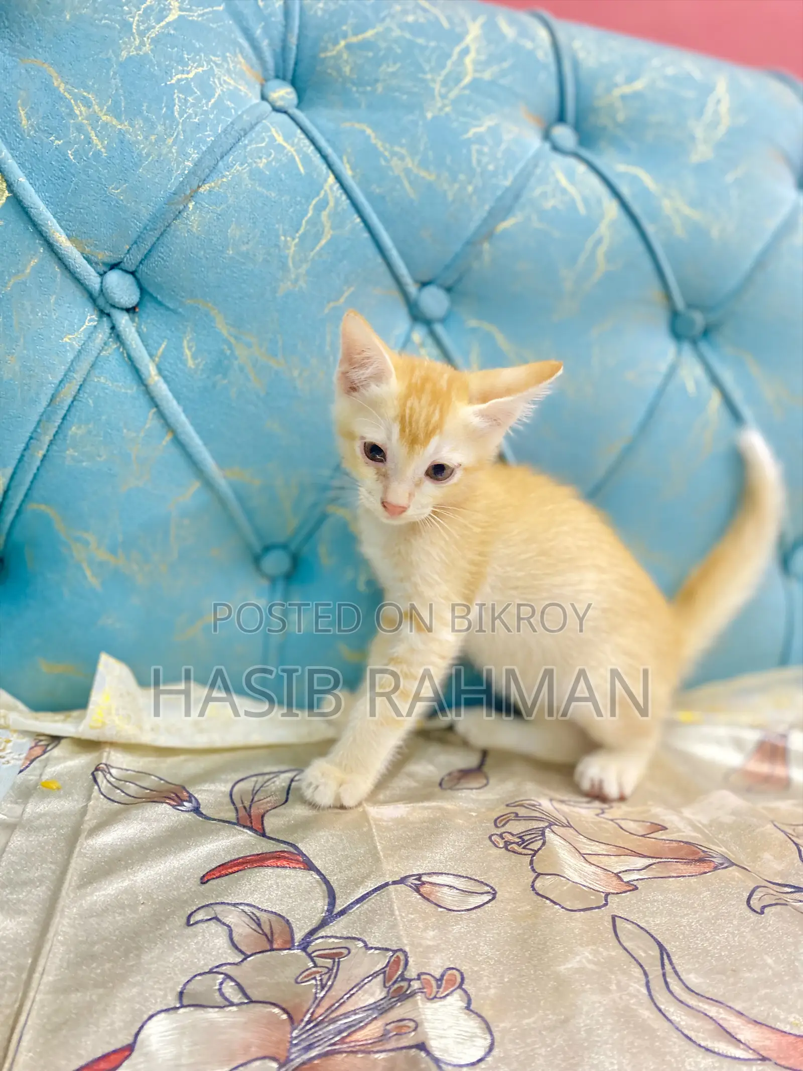 1-3 months Male Mixed Breed Maine Coon