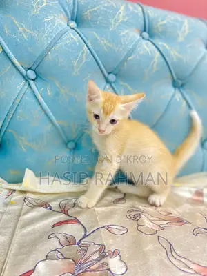 1-3 months Male Mixed Breed Maine Coon