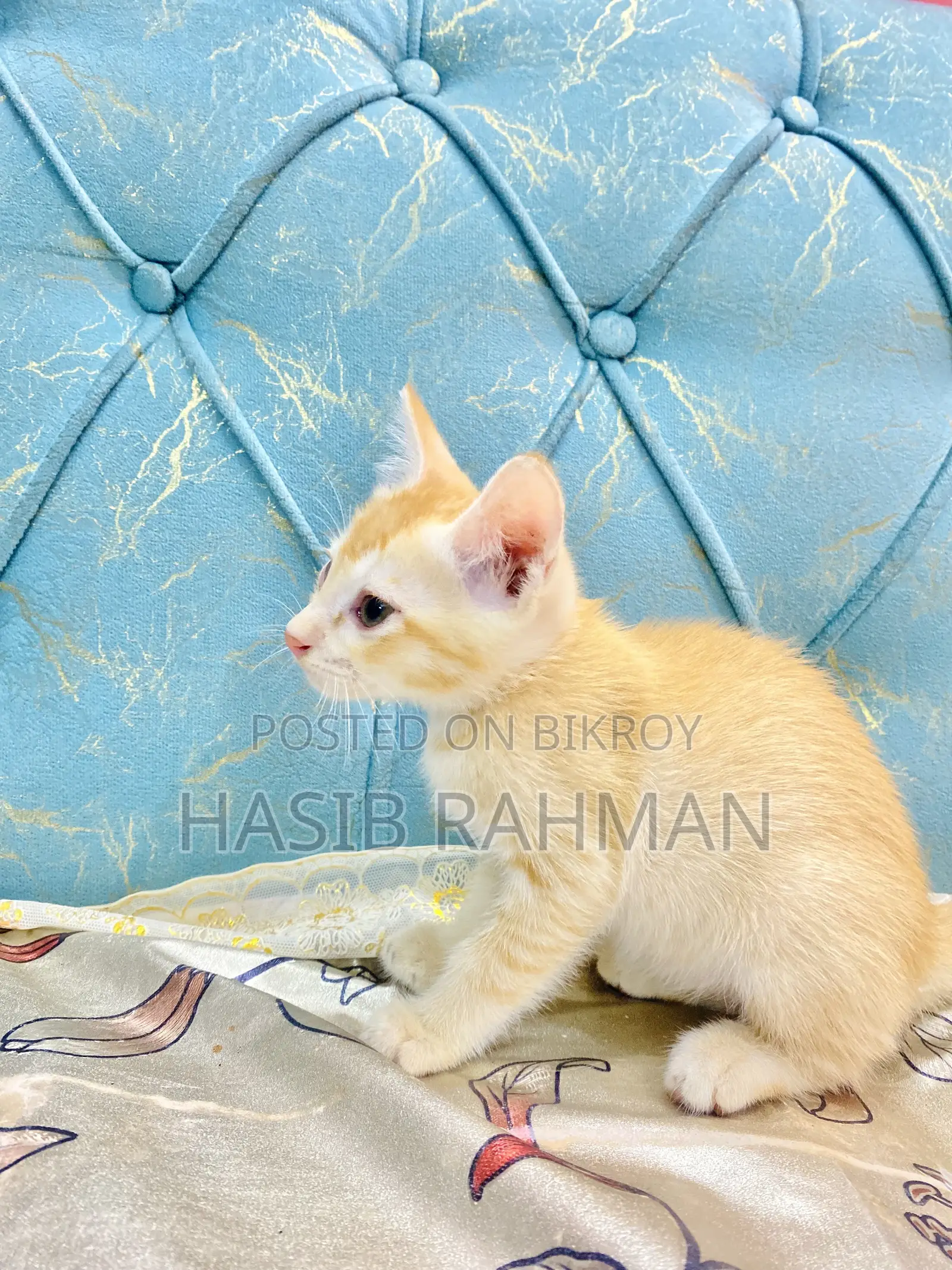 1-3 months Male Mixed Breed Maine Coon