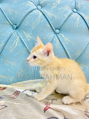 1-3 months Male Mixed Breed Maine Coon