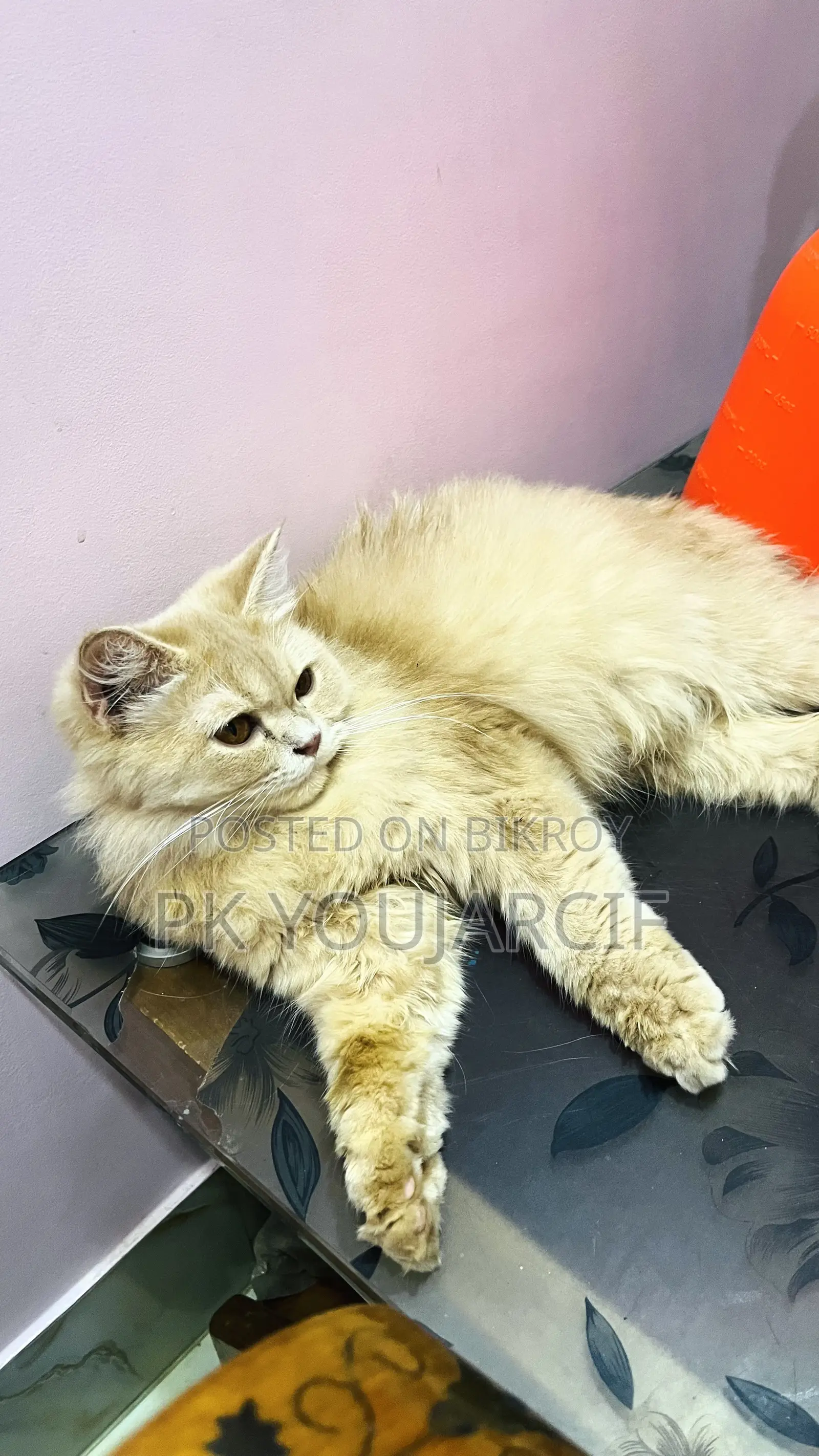 ৬-১২ মাস বয়সী ফিমেল পিওরব্রেড পার্সিয়ান