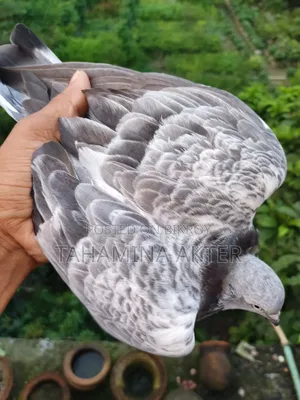 Silver Pair